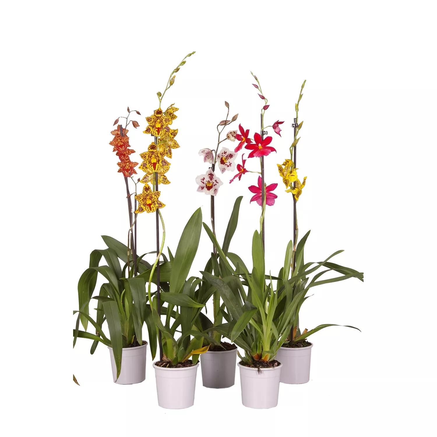 Камбрия микс 1 ст  d12 h70 