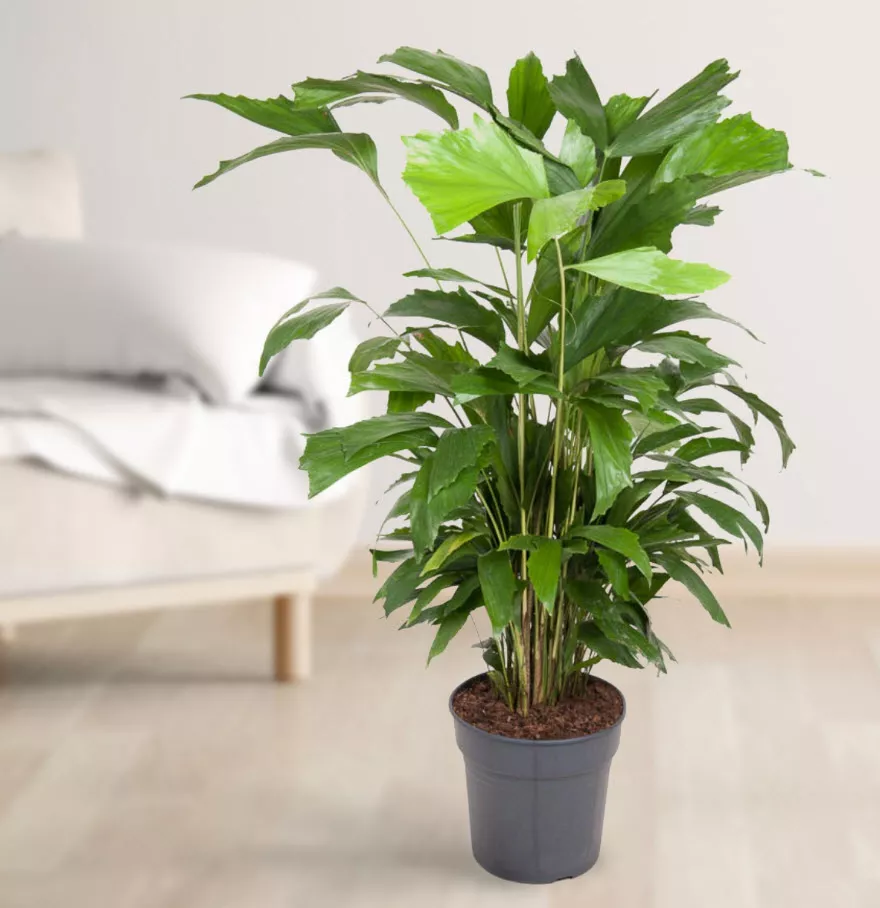 Кариота митиc d21 h110 