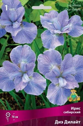 Корневище Ирис сибирский Диэ Дилайт 1шт Поиск 