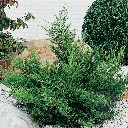 Можжвельник средний Минт Джулеп 40-60 ПВ 