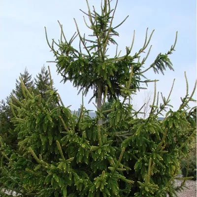 Ель обыкновенная Кранстони v25 Lav 