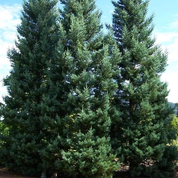 Растение секвоя вечнозеленая Винтерблю С7,5/125-150 