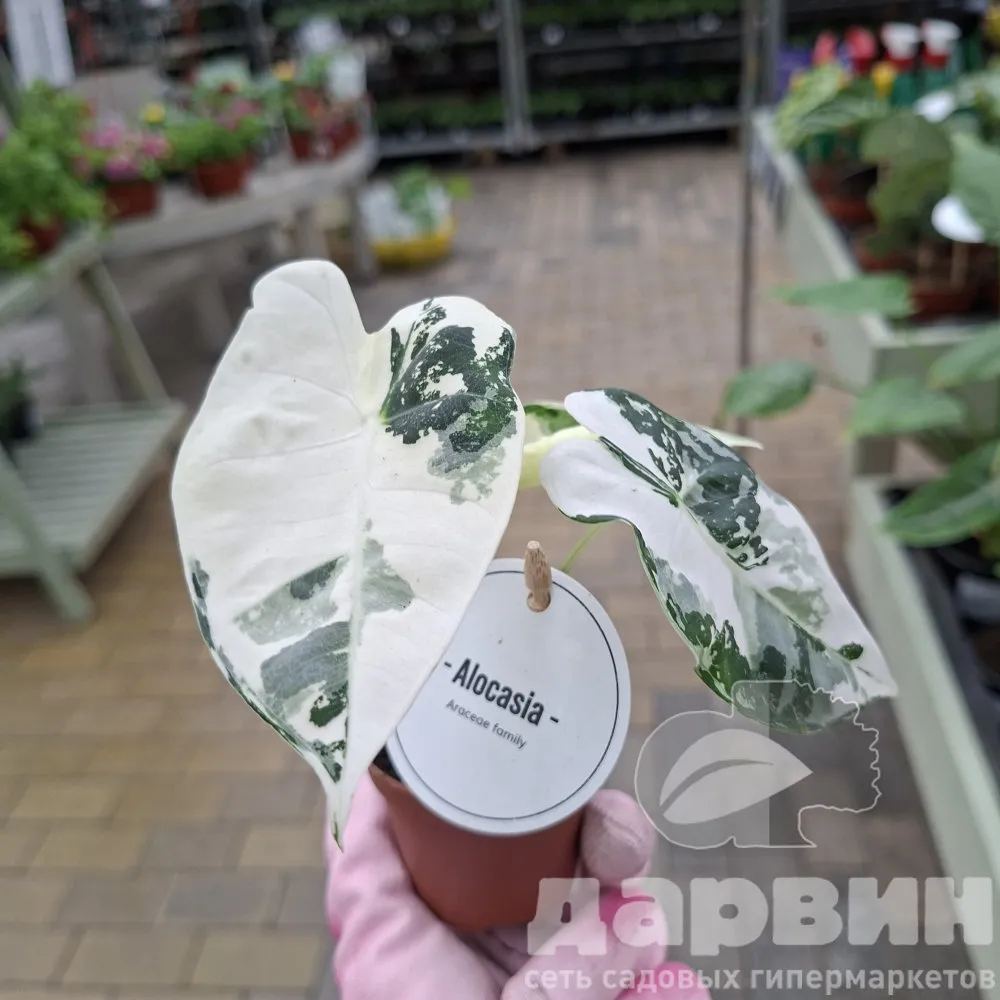 Алоказия Фрайдек вариегата d6 h15 