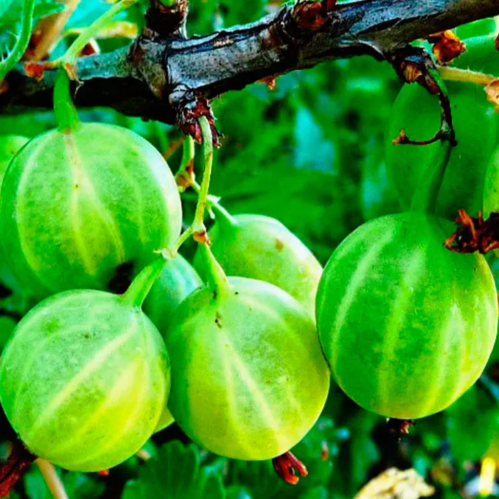 Крыжовник Темно-зеленый Мельникова, зеленый v2 Tim 