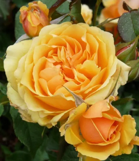 Роза Флорибунда Балерина Куин в коробке AV 