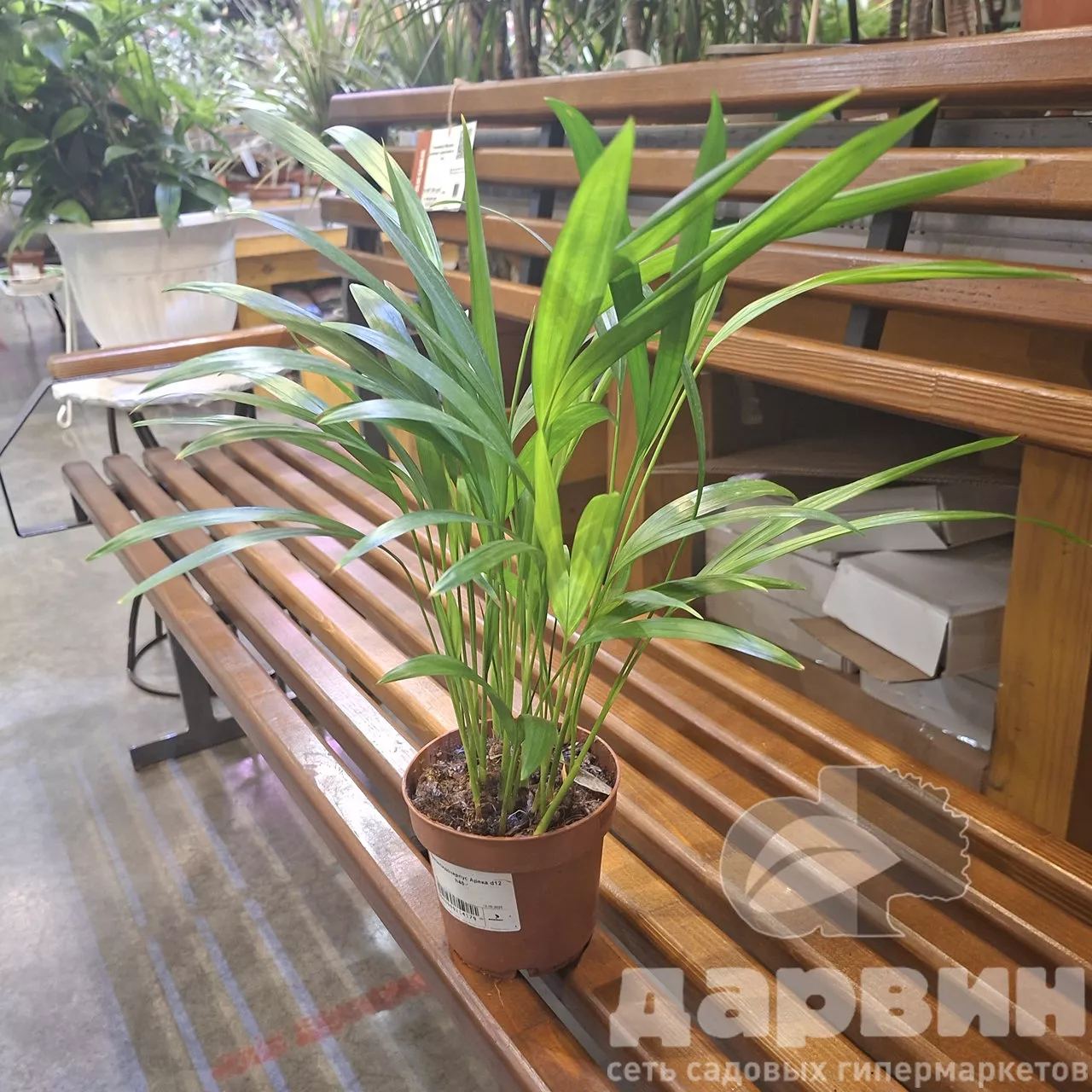 Хризалидокарпус Арека d12 h40 