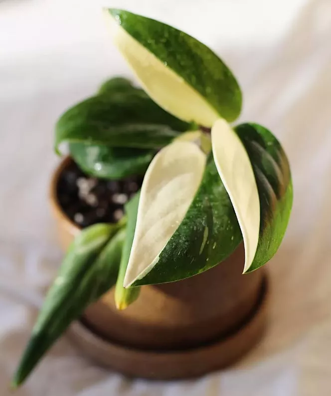 Монстера Стандлеяна d17 h70 