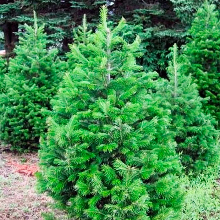 Растение пихта сибирская mB -40 50 