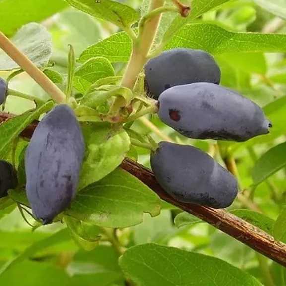 Жимолость съедобная Старт v5 Tim 