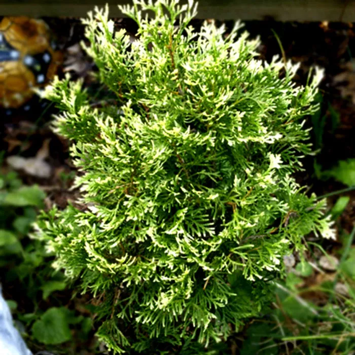 Растение туя западная Smaragd Variegata C2/3 60-80 Bor 2017 