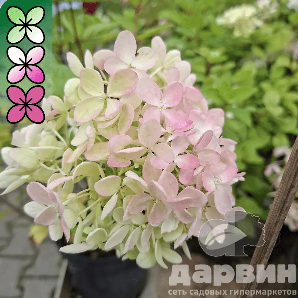 Гортензия метельчатая Бомбшел v3 Tim 