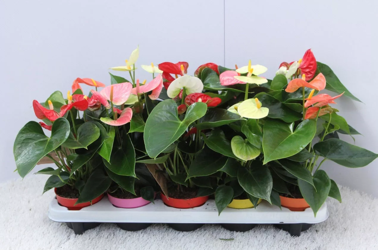 Антуриум Андреанум Морелипс микс d12 h45 