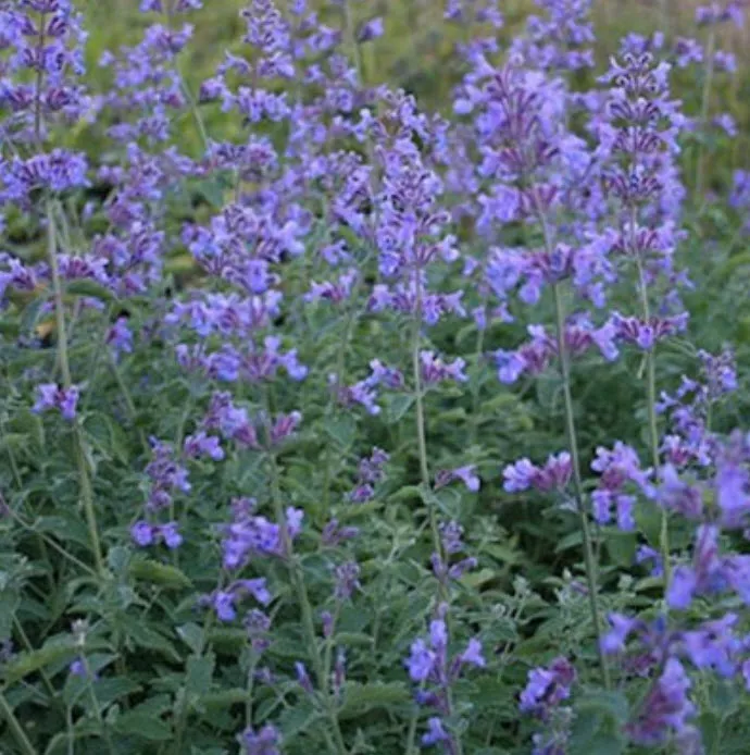 Корневище Котовник Фассена Сикс Хиллс Джайнт 1шт. Поиск 