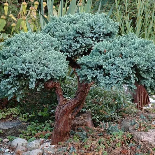 Можжевельник чешуйчатый Мейери v25 80-100 Бонсай 