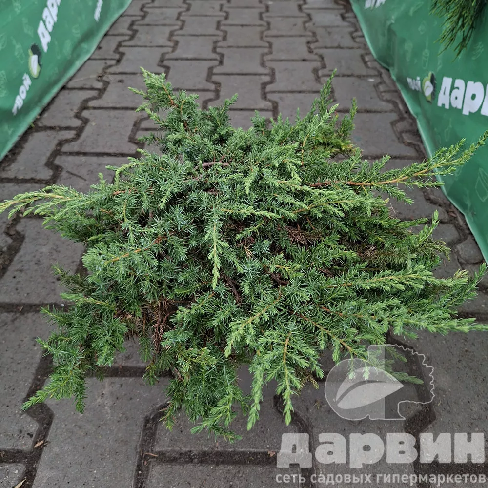 Можжевельник обыкновенный Грин Карпет v5 30-40 