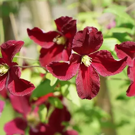 Клематис Скарлет Виндмилл v2 Cl 