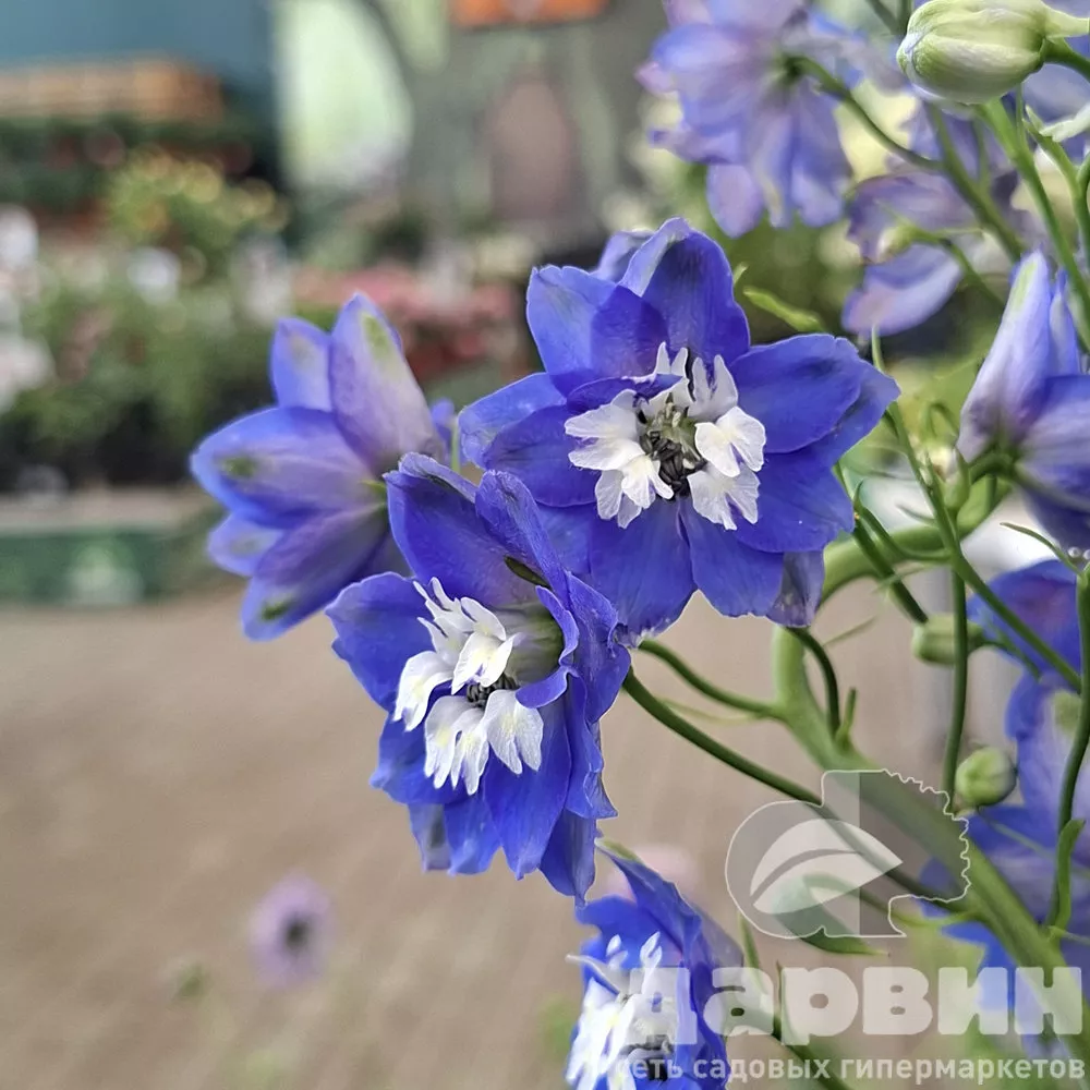 Дельфиниум d17 bix 