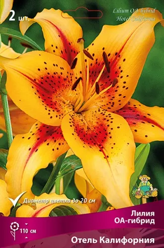 Луковица Лилия ОА-гибрид Отель Калифорния 1шт Поиск 