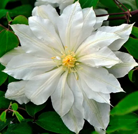 Клематис Халина Нолл Р9 CL 