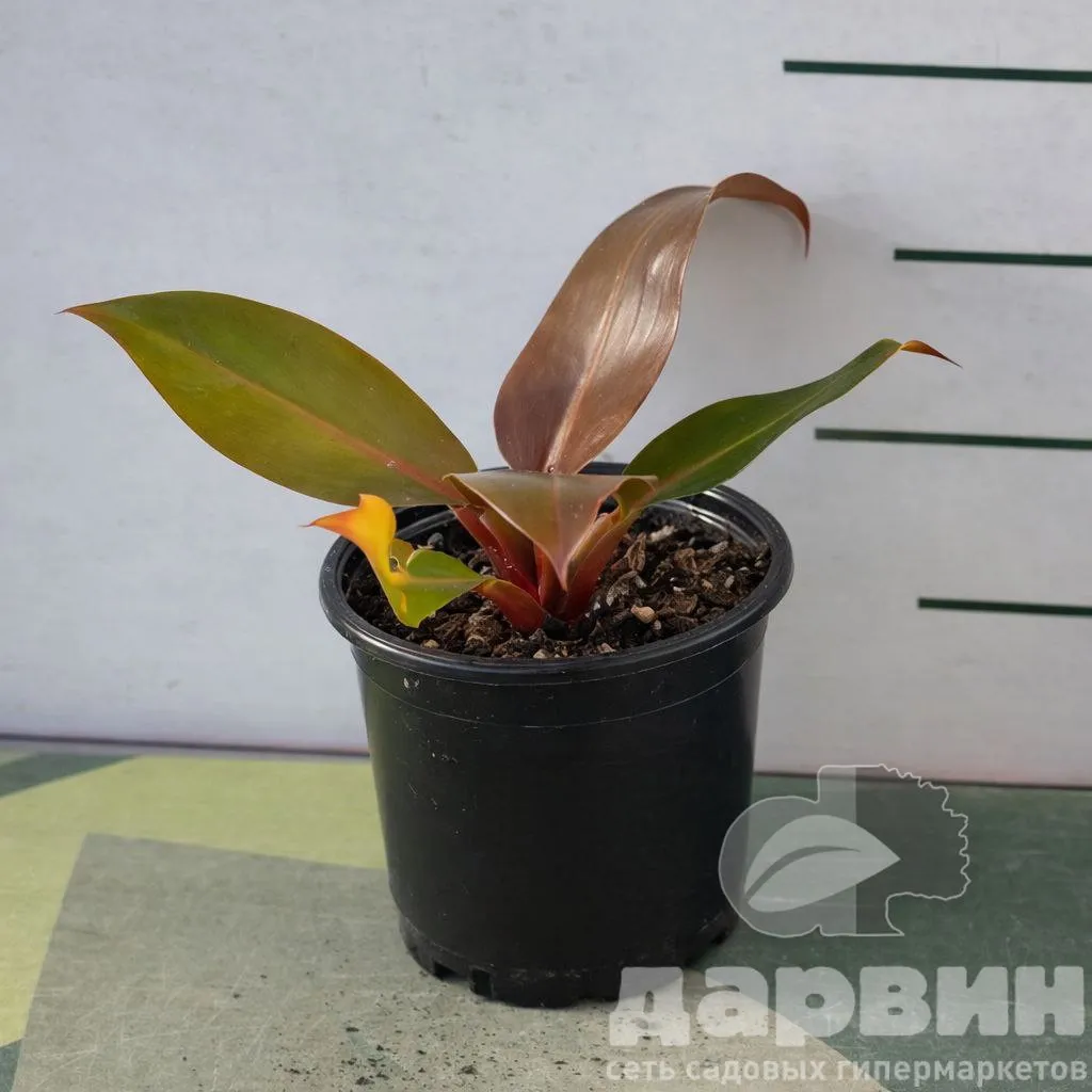 Филодендрон Принц Оранж d11 Tim 