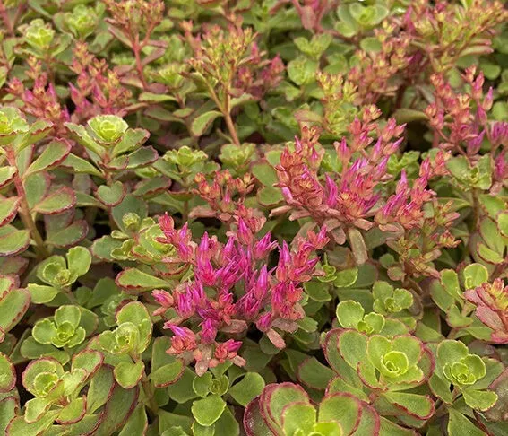 Очиток ложный Пурпуреум d10 Lav 