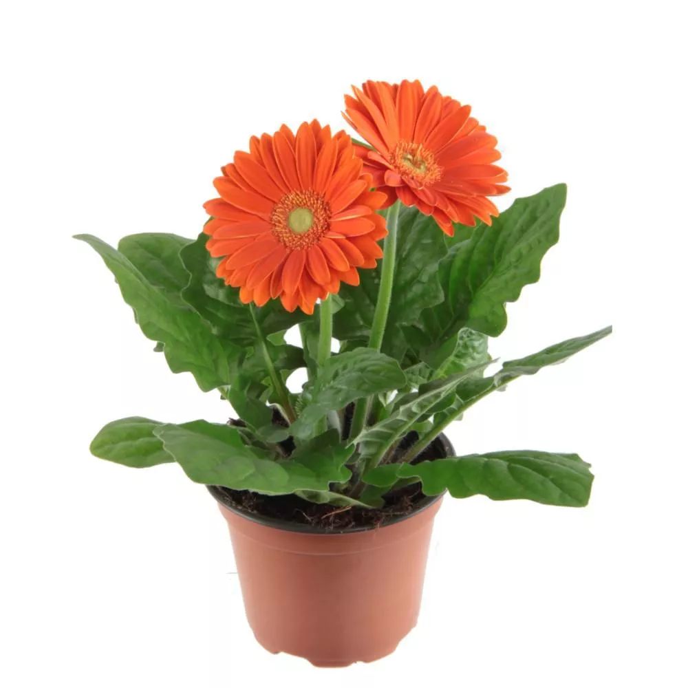 Гербера в ассортименте d13 bix 