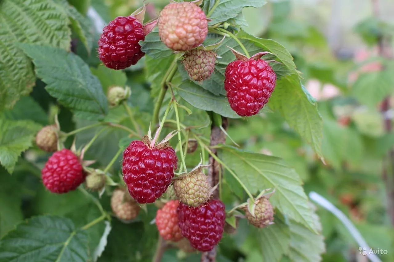 Малина ремонтантная Делнива красн v2 Tim 