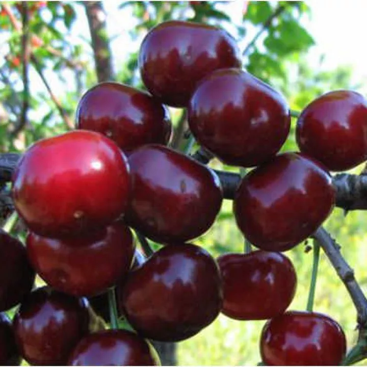 Дюк Ходоса v7 100-140 Tim 