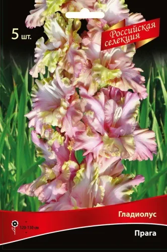 Клубень Гладиолус крупноцветковый Прага 10/12 10шт Поиск 