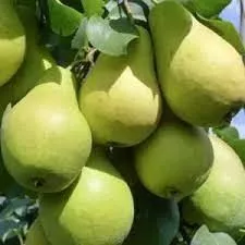 Груша карликовая Санреми v7 60-80 Tim 