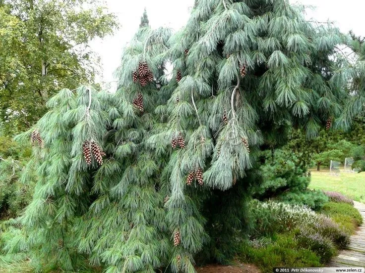 Сосна монтикола Пендула 30-40 cm Mt 