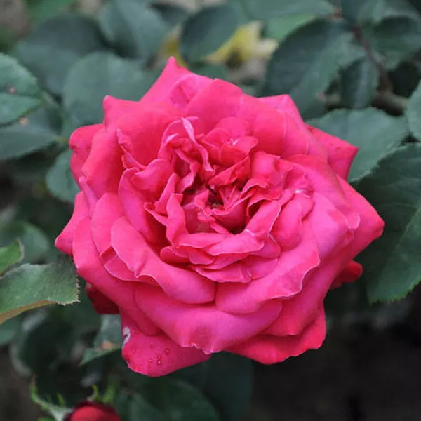 Я_Роза чайно-гибридная Дам де Кер, c5 Tim 