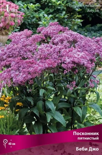 Кореневище Посконник пятнистый Беби Джо 1шт Поиск 