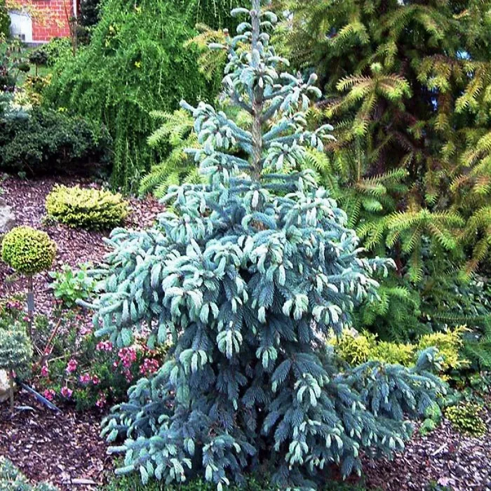 Растение ель энгельмани 'Thomschke' mB -20 25 