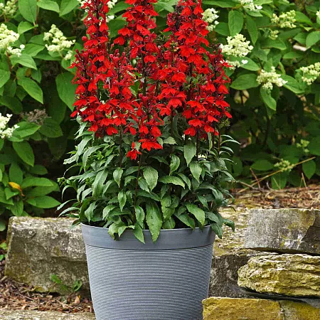 Лобелия прекрасная Старшип Роуз d12  ХР 