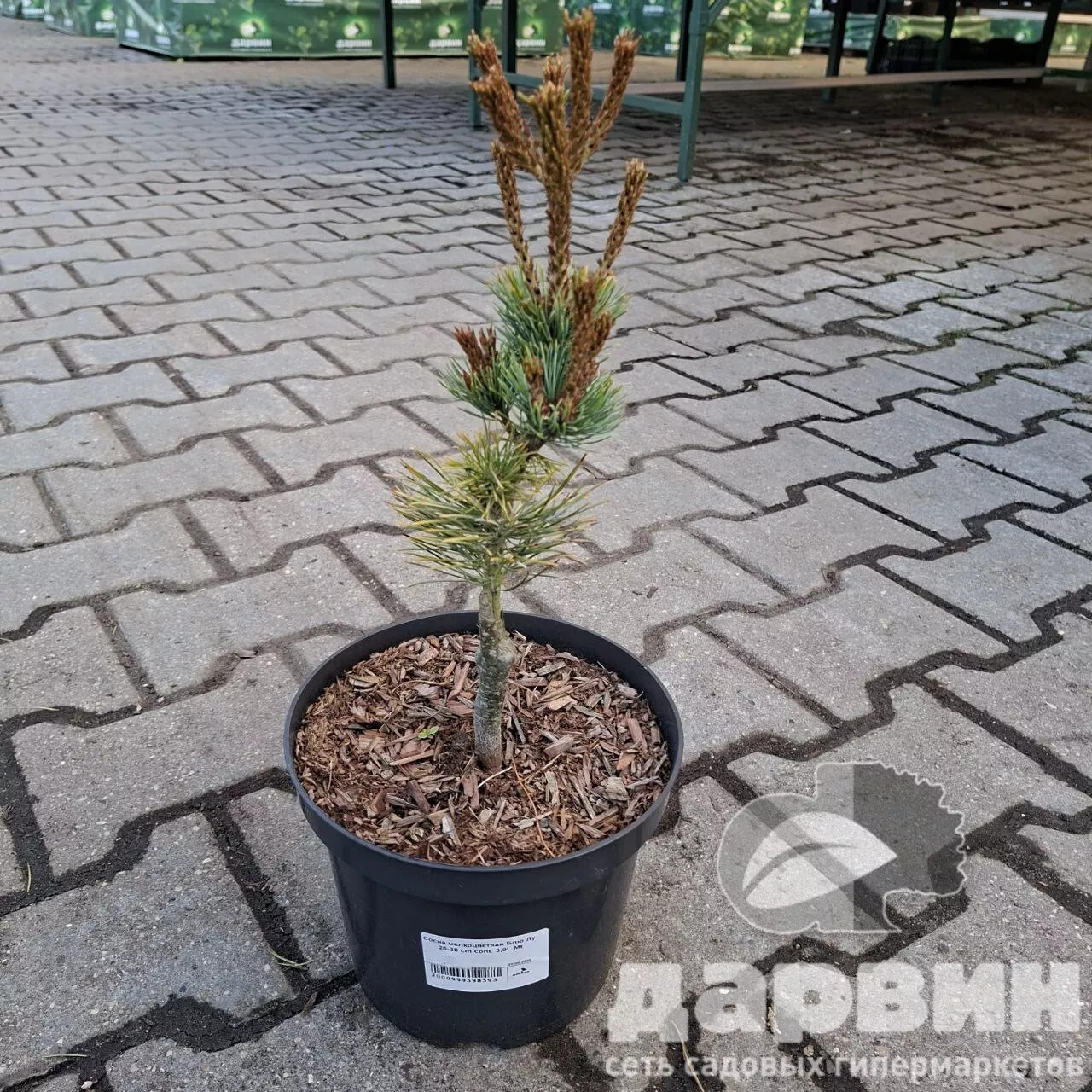 Сосна мелкоцветная Блю Лу 25-30 cm cont. 3,0L Mt 