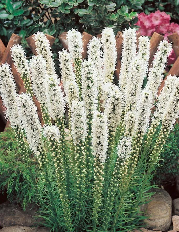 Корневище Лиатрис Спиката Альба  8/10  10шт 