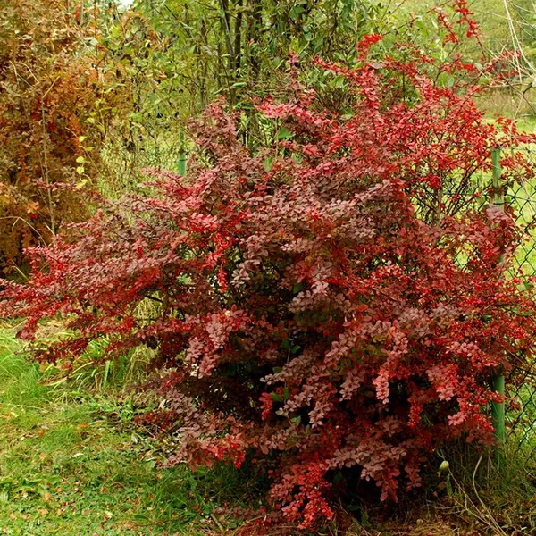 Барбарис тунберга Голден Ринг Р19 h30-40 Tw 