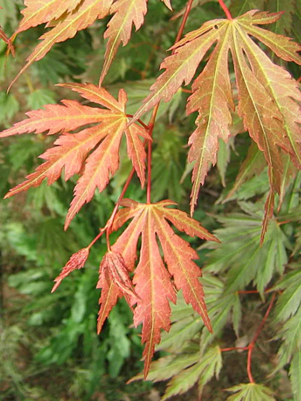 Клен ложнозибольдов Арктик Джейд v5 40-60 Tw 