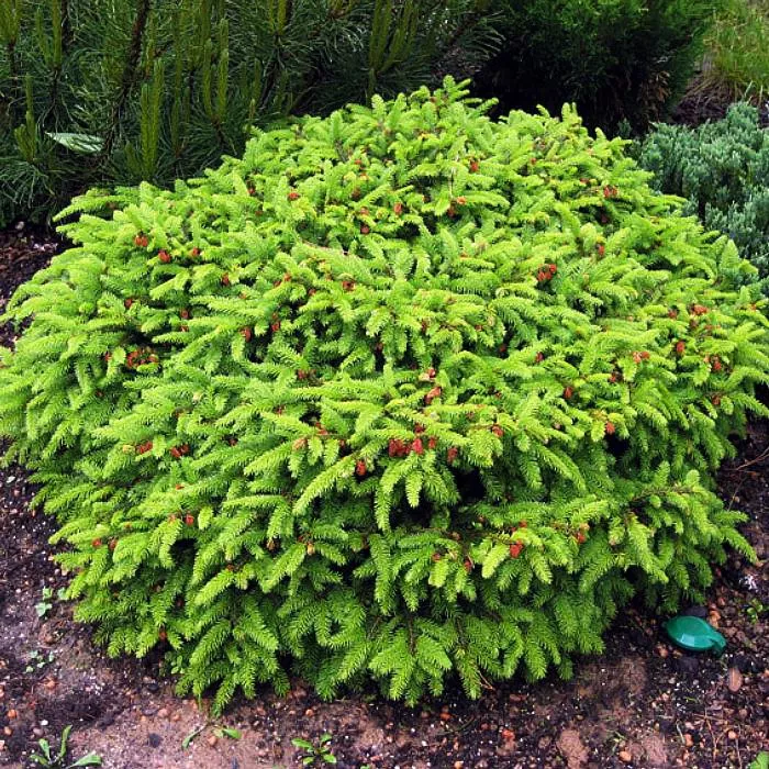 Растение ель обыкновенная Nidiformis C7,5 30-40 Bor 2017 