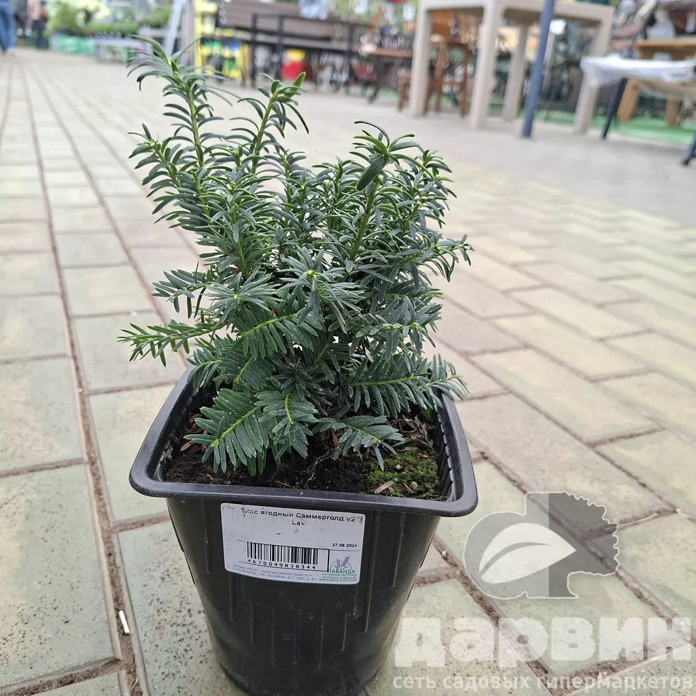 Тисс ягодный Саммерголд v2 Lav 