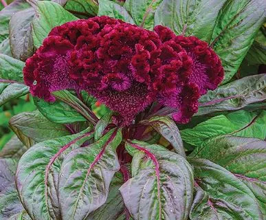 Целозия гребенчатая Е6 ЕТК 