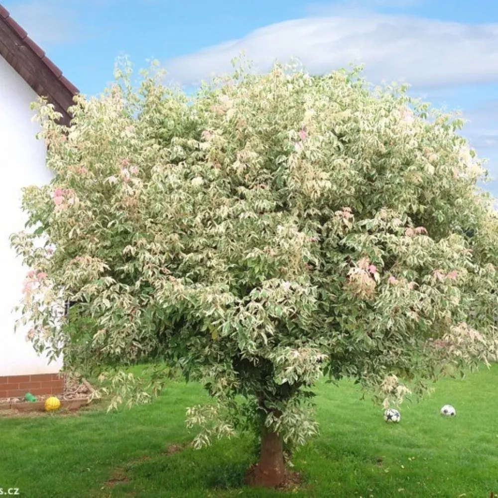 Клен ясенелистны Фламинго С50/Шт160 UL 