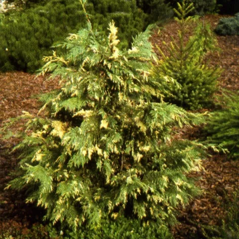 Растение кипарисовик нутканский Вариегата с2 