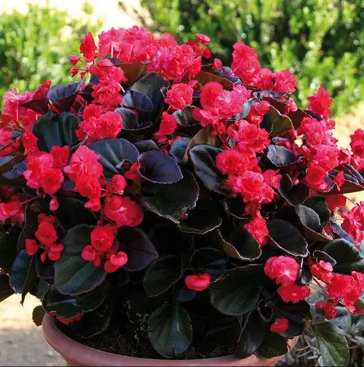 Бегония вечноцветущая Даблет Ред d12 ХР 