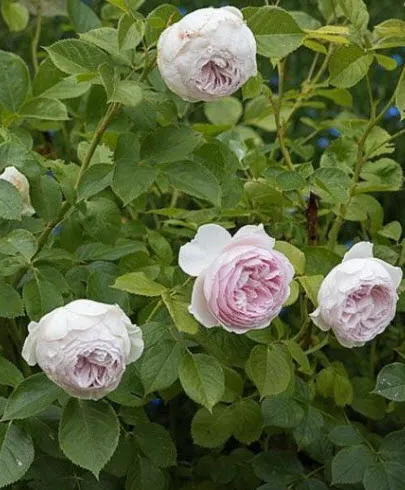 Роза Герцогиня Кристиана в коробке АФ 