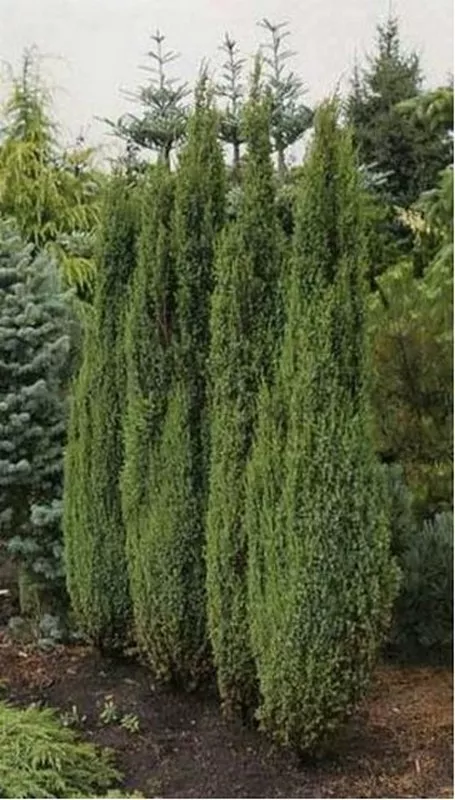 Можжевельник обыкновенный 100-120 ПВ 