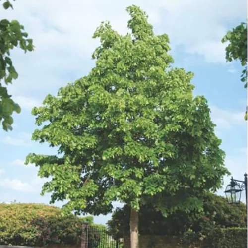 Липа европейская Паллида с4 h100-140 Bor 