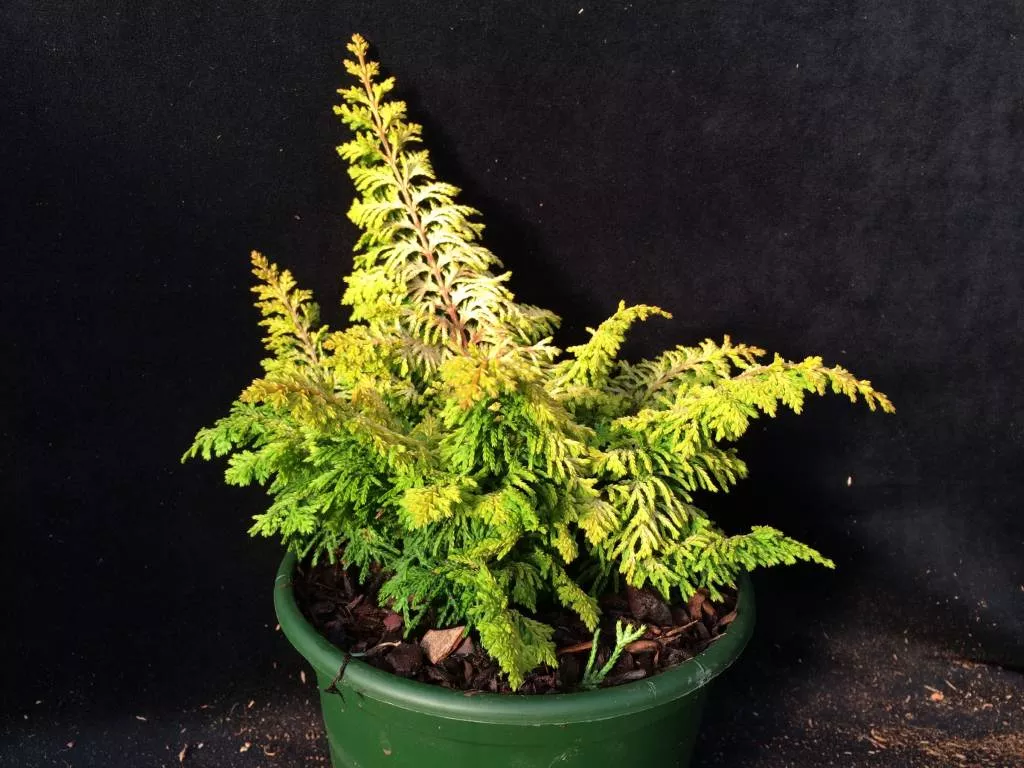 Кипарисовик тупой Фернспрей Голд v7,5 30-40 Tw 