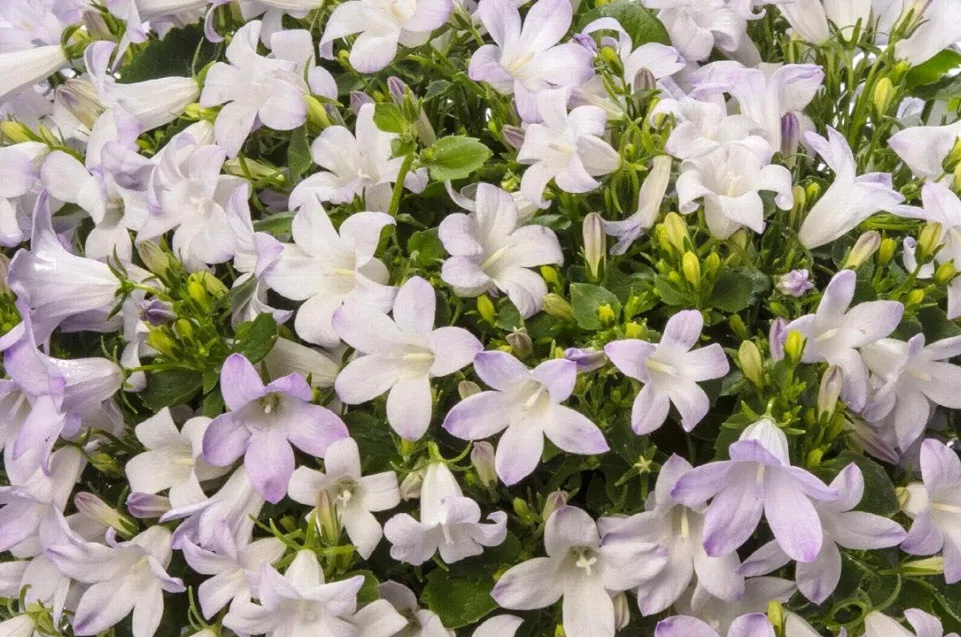 Колокольчик Портеншлага Клоквайз Вайт Блаш d12 ХР 